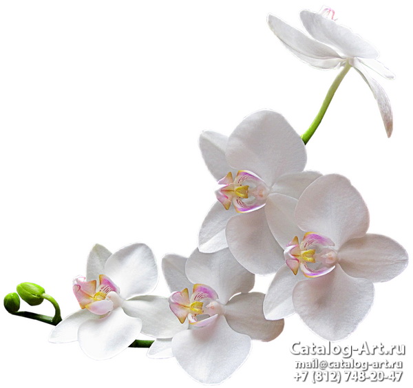 White orchids 45